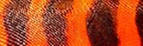 Orange Barred